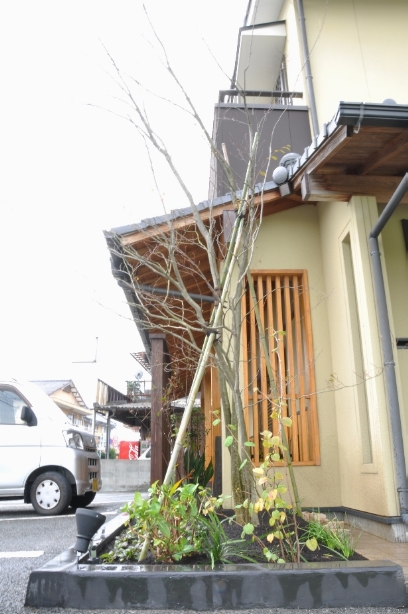 玄関まわりのシンボルツリー植栽